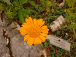 2013-08-18_Regina-F-Rau_Schachen_Blumen  (076).JPG